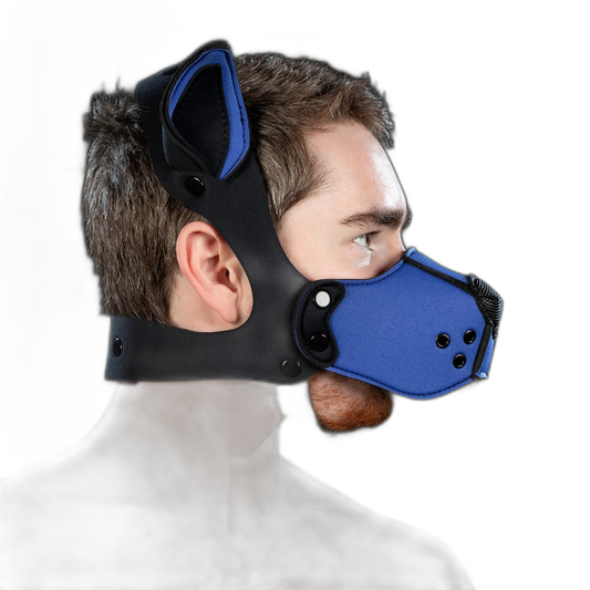 Mr S Leather Neoprene K9 Kit Royal