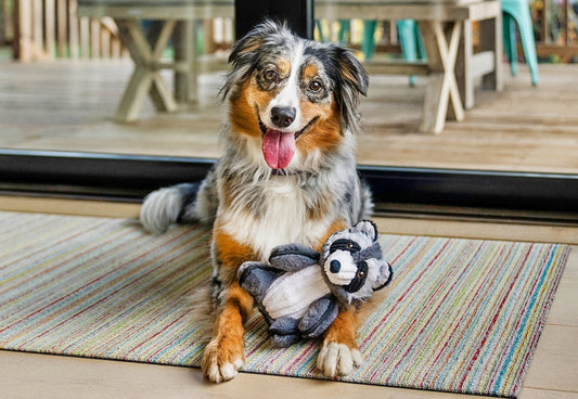 Forest Friends - Robby the Raccoon