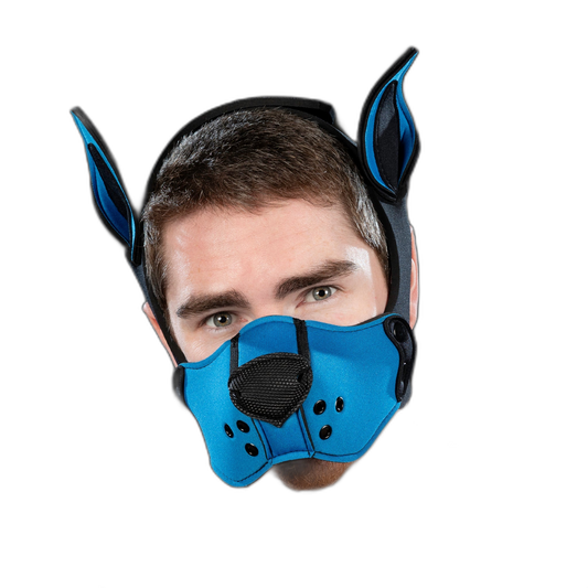 Mr S Leather Neoprene K9 Kit Cobalt