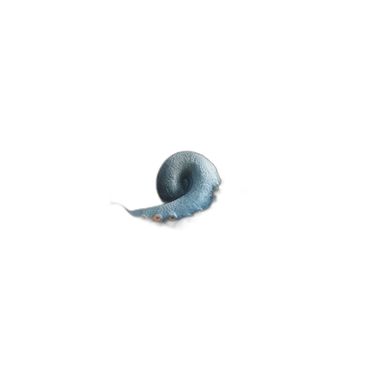 VoidWhip - Tentacle Dildo - Long Butt Plug - 3 Sizes