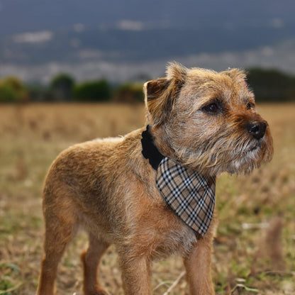 Beige Tartan - Dog Bandana - 4 Sizes