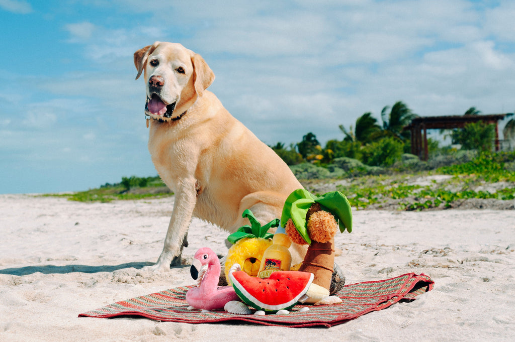 Tropical Paradise Puppy Palm