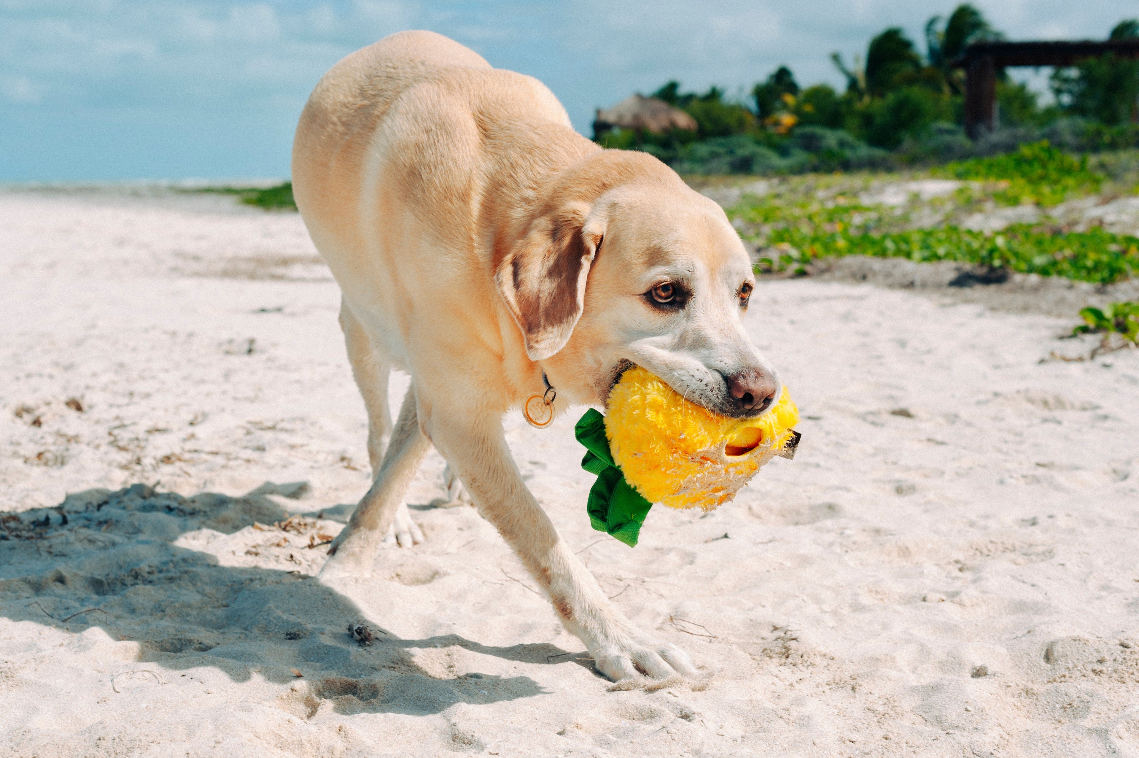 Tropical Paradise Paws Up Pineapple