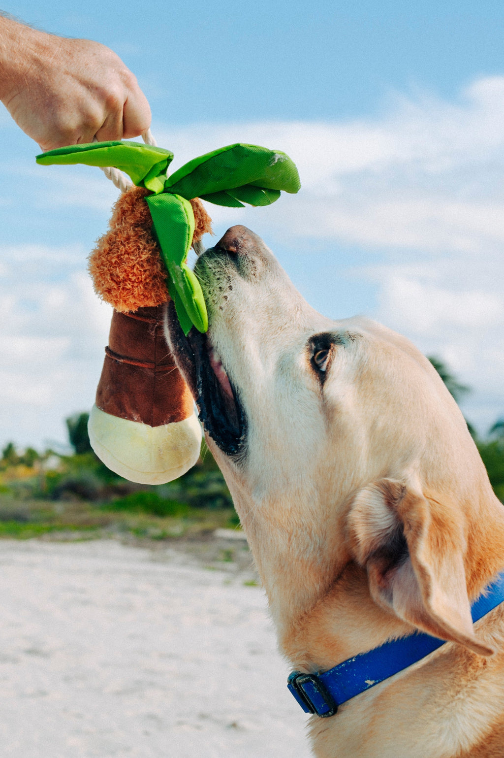 Tropical Paradise Puppy Palm