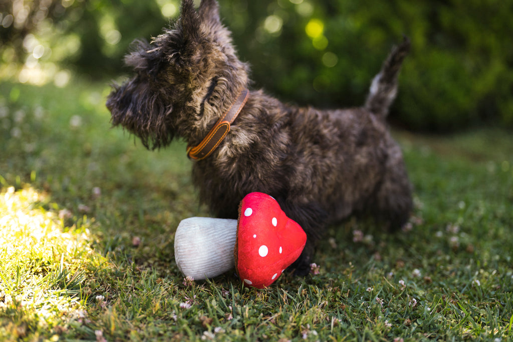 Blooming Buddies Mutt Mushroom
