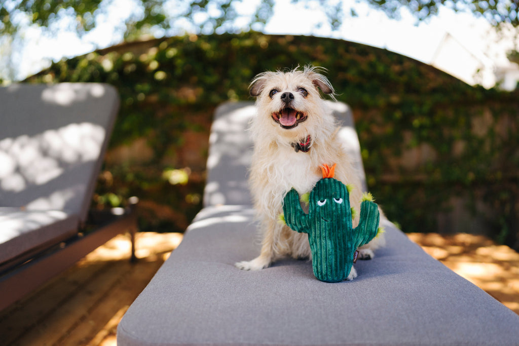 Blooming Buddies Prickly Pup Cactus