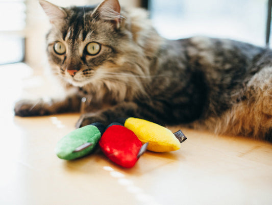Feline Frenzy Christmas Lights Cat Toy Set of 3