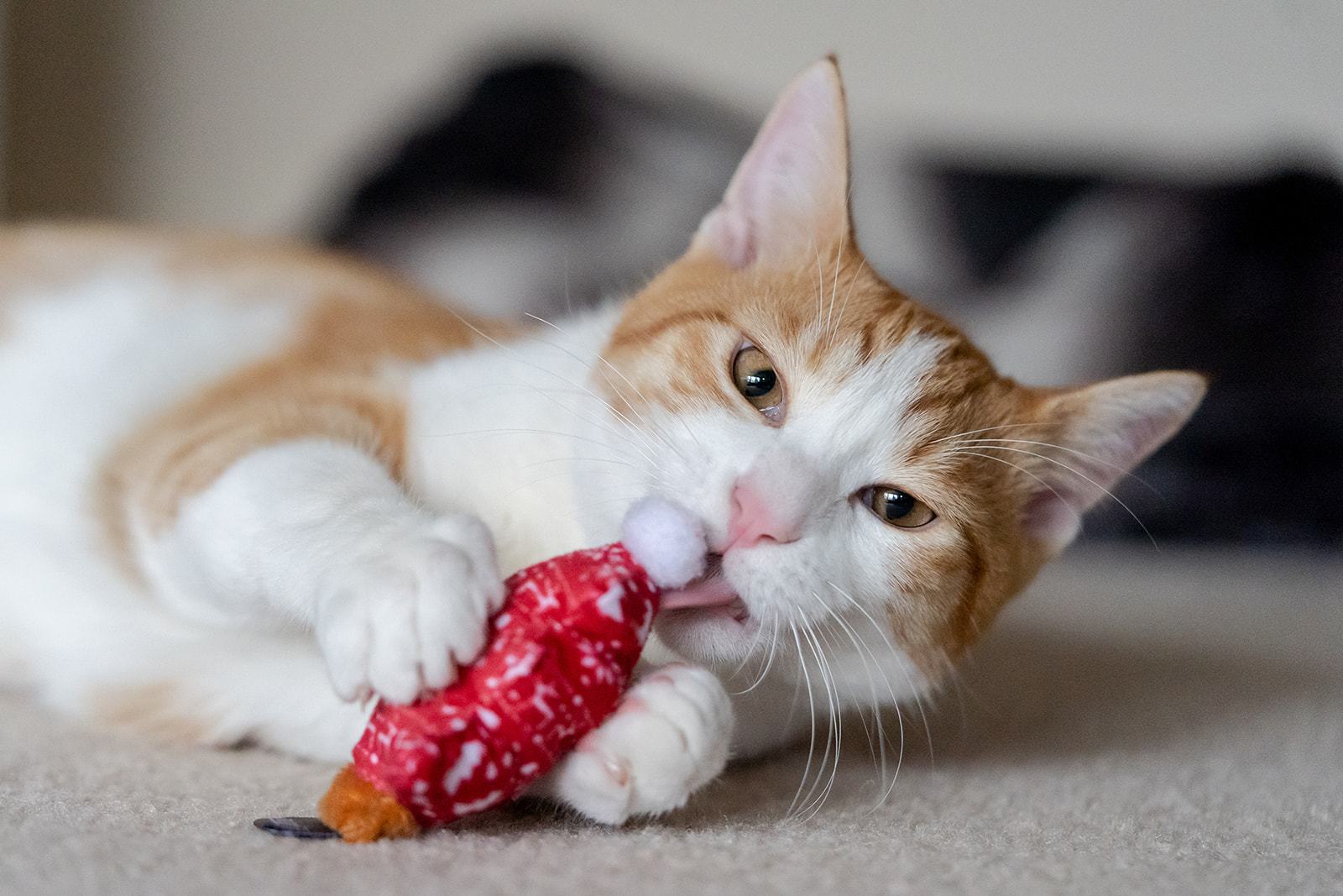 Feline Frenzy Meowy Christmas
