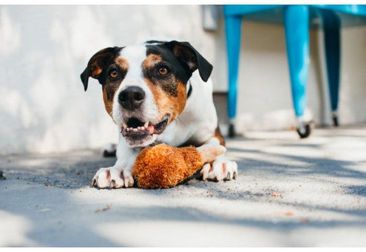 Fried Chicken Plush Dog Toy
