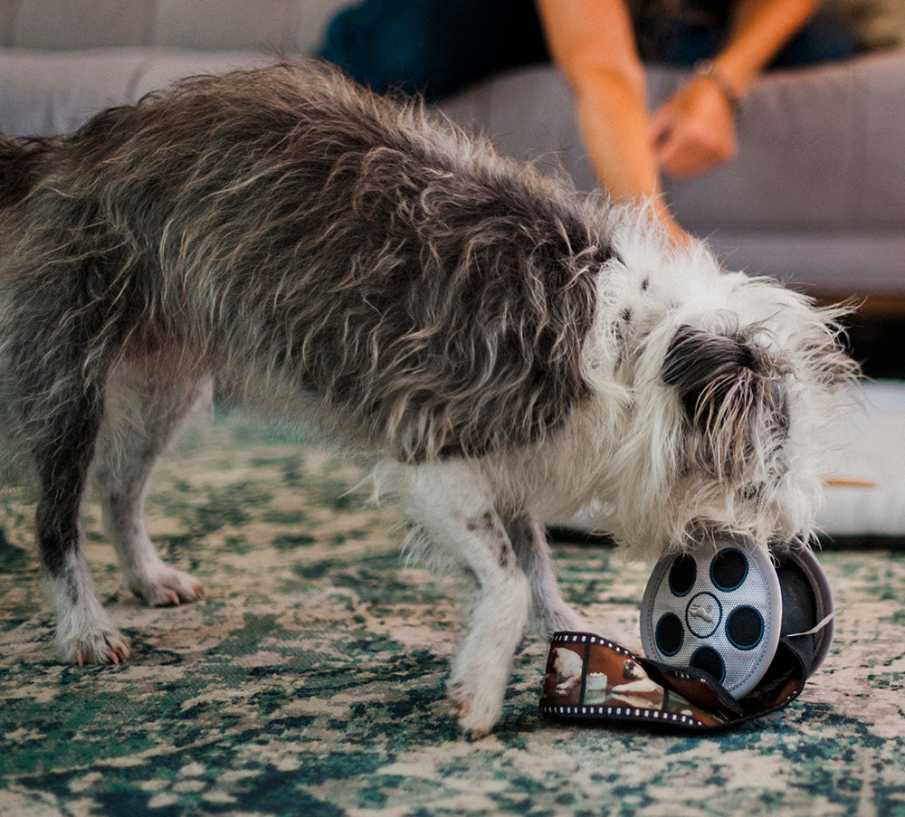 Hollywoof Movie Reel Dog Toy