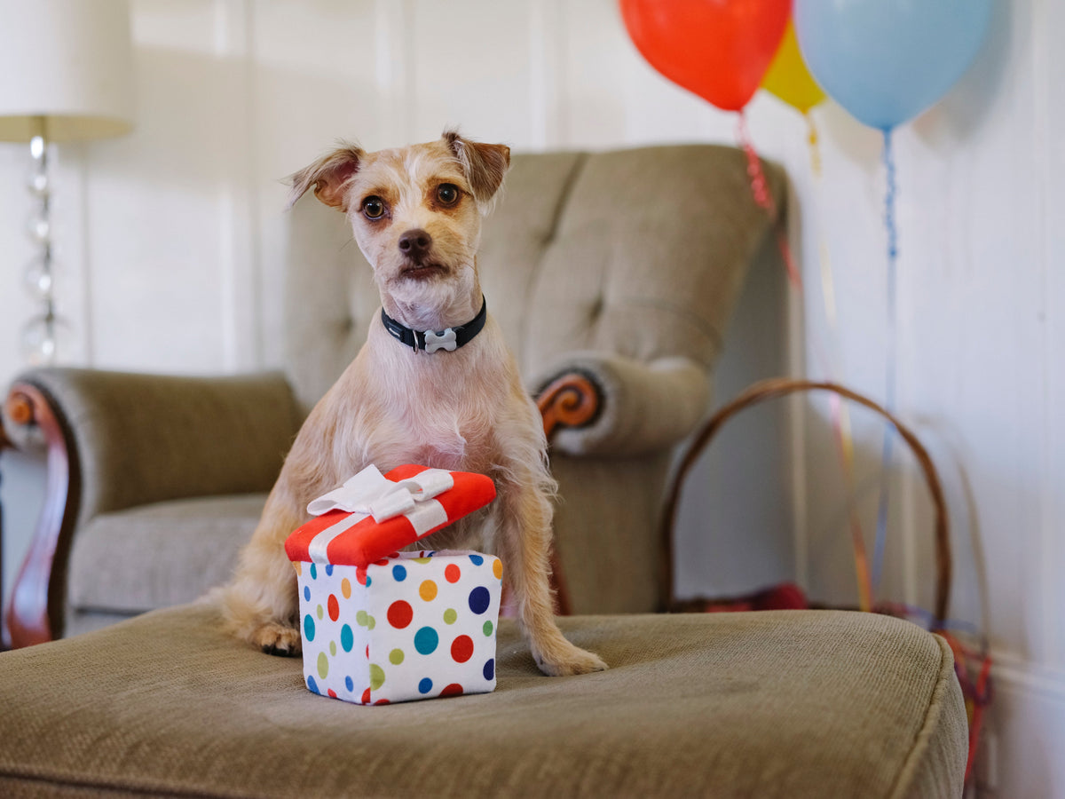 Party Time Pawfect Present Plush Dog Toy
